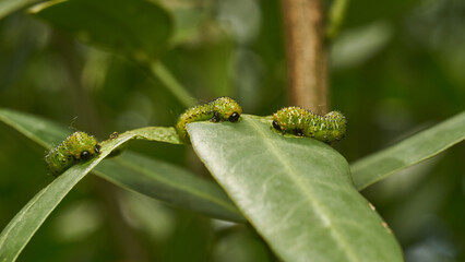 Details of a green caterpillar on a leaf (Adurgoa gonagra)