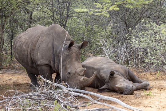 Picture of a rhino mother with baby in the wild taken in the Namibian province of Waterberg