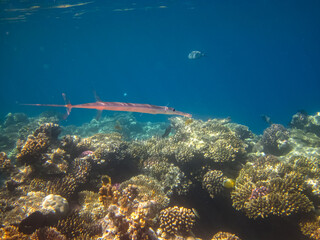 Coral reef of the Red Sea. Inhabitants of the underwater world on the seabed.