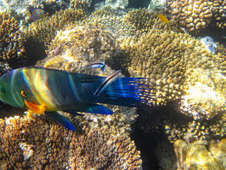 Coral reef of the Red Sea. Inhabitants of the underwater world on the seabed.