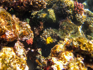 Naklejka na ściany i meble Coral reef of the Red Sea. Inhabitants of the underwater world on the seabed.