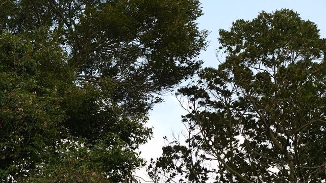 強風に煽られる木々（風切り音有り）