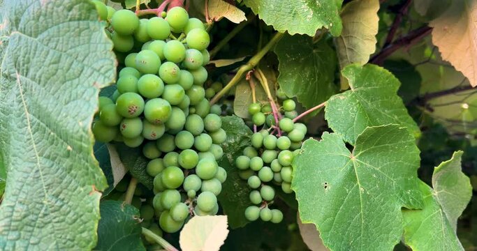 Diseased white grapes rot on vines infected with fungal diseases. Grape mould: Botrytis cinerea. Pharmaceutical concept for rotten fruit bunches. Organic vineyard. Mildew on young grapes, close-up, 4K