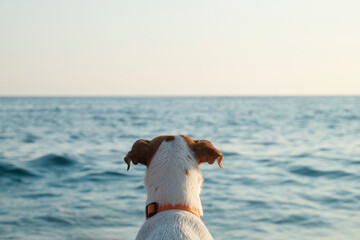 Back view of jack russell terrier staring at the sea. Soft sunset light. Close up, copy space for text. Background.