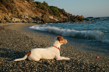 Wet jack russell terrier staring at the sea. Soft sunset light. Close up, copy space for text. Background.
