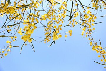 Close up shot of beautiful mimosa tree blossoms over clear blue sky background. Background, close up, copy space, crop shot.