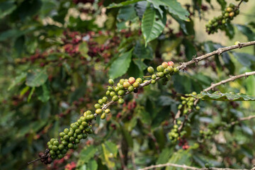 Coffee beans ripening on tree. - 780516319