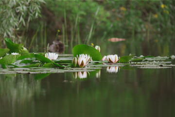 Water flowers of Danube.
