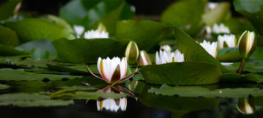 Water flowers of Danube.