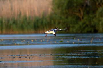 Pallas's gull, also known as the great black-headed gull seen in the Danube Delta, Romania