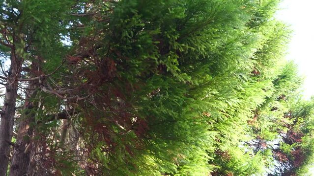 強風に煽られる木（風切り音有り）