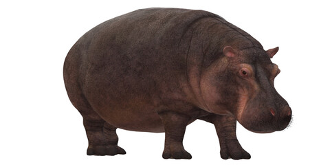 Hippopotamus isolated on a Transparent Background