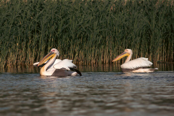 Great White Pelican (Pelecanidae) in the Danube Delta, Romania