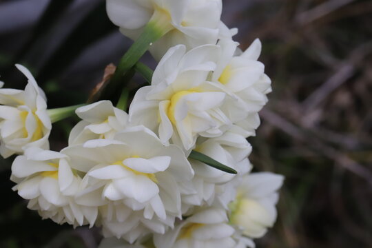 日本の春の庭に咲く白い八重咲きのフサザキスイセンの花