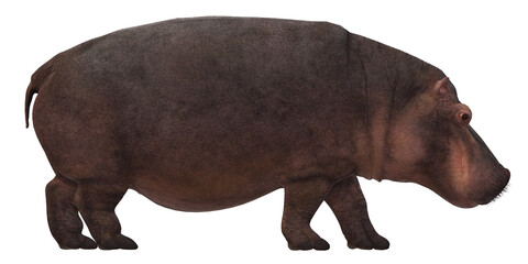 Hippopotamus isolated on a Transparent Background