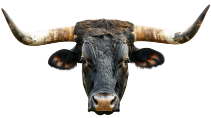 A closeup of portrait of the head and face of a large black and white Longhorn bull with hay hanging out of his mouth and his long horns extending out of the photo. isolated with clipping path