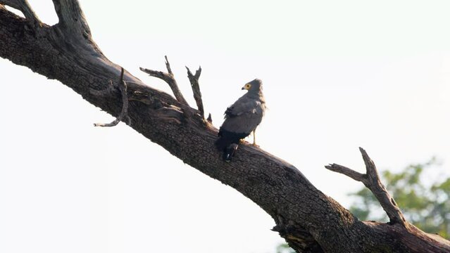Back view of an African harrier hawk (Polyboroides typus) perched on a tree. Botswana, South Africa 