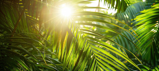 Photo of sun rays passing through the lush green palm tree leaves , summer beach concept - obrazy, fototapety, plakaty