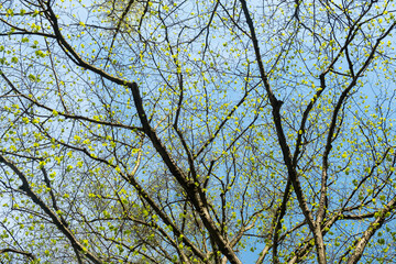 Branches trees and fresh leaves against a background of blue sky, full frame. organic patterns