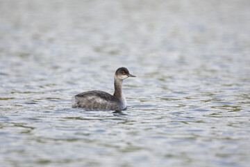 Beautiful wild birds swimming in Lost Lake, Oregon