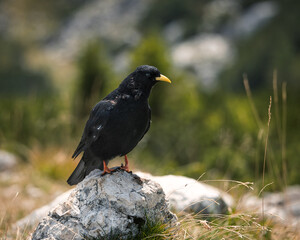 Alpine chough (Pyrrhocorax graculus)