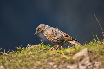 Alpine Bird, Alpine Accentor (Prunella Collaris)