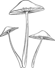 Magic magic inedible mushroom illustration