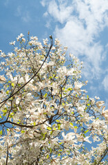 Branches of a flowering magnolia against the background of the blue sky. Vertical photo