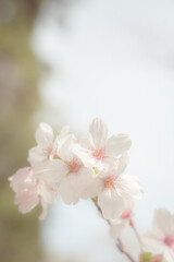 Fototapeta na wymiar ふんわり桜