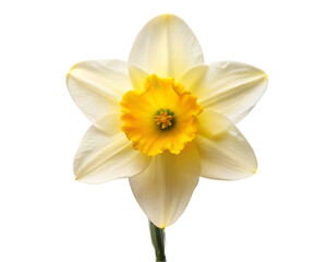 Fototapeta premium Chrysanthemum flower isolated on transparent background