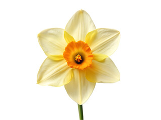 Fototapeta premium Chrysanthemum flower isolated on transparent background