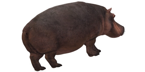 Hippopotamus isolated on a Transparent Background