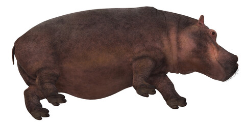 Hippopotamus isolated on a Transparent Background