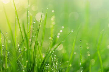 Fototapeta na wymiar Grass with dew drops - Generative AI