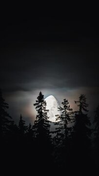 The moon and the forest
