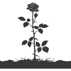 Silhouette rose flower in the ground black color only
