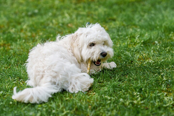 Small cute puppy of maltese dog sitting in the grass. Diffuse background. White fluffy fur.
