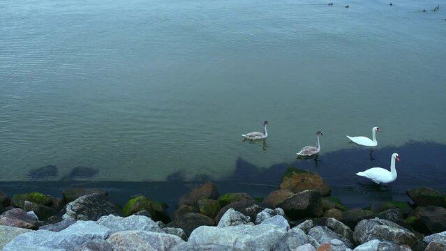 Swans are birds of the family Anatidae