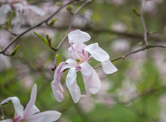 Close-up of soft pink Magnolia stellate, Siebold and Zucc, flowers of a green spring park. blurred foreground - obrazy, fototapety, plakaty