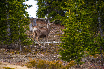 A lone deer is alert in the Colorado mountain wilderness, embodying the spirit of freedom and survival in the heart land's untouched nature and rugged mountains