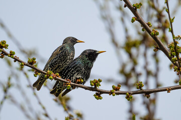 A pair of Starlings, Sturnus vulgaris