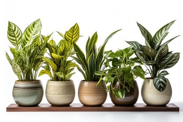 potted of plants isolated