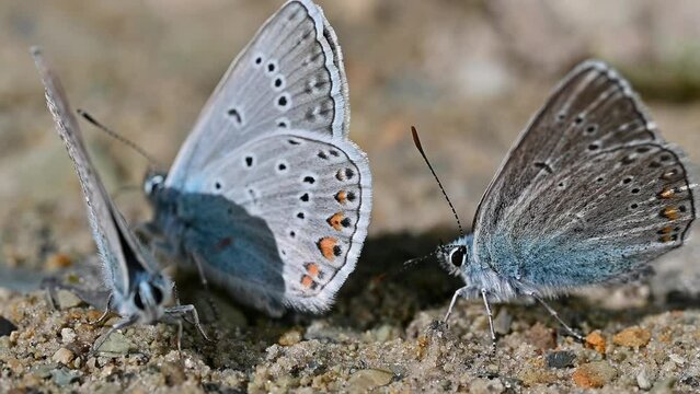 Close-up video of butterflies with beautiful iridescent wings in the sunlight.