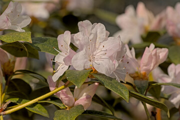  sunny pink rhododendron flowers in springtime.