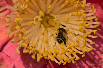 Closeup of bee in the heart of a sunny Camellia flowers in springtime. 