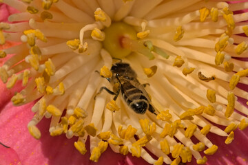 Closeup of bee in the heart of a sunny Camellia flowers in springtime. 
