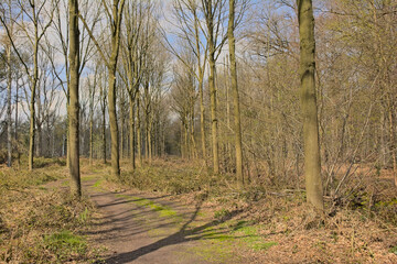  Path through Drongengoed forest on a sunny spring day, Eeklo, flanders, Belgium 