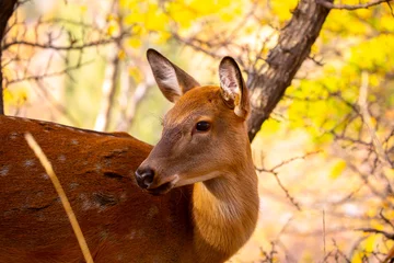 Foto op Canvas Beautiful sika deer in the autumn forest against the background of colorful foliage of trees. The deer looks to the sides and chews the grass. Fabulous forest autumn landscape with wild animals. © Vera