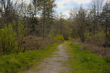  Path through Drongengoed forest on a sunny spring day, Eeklo, flanders, Belgium 