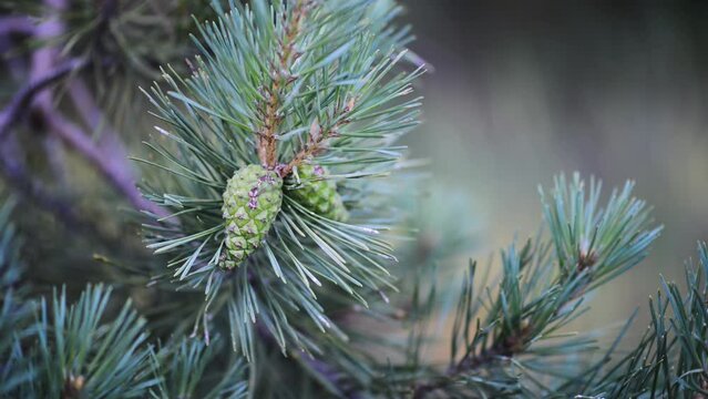 Branch with green pine cones in a forest.